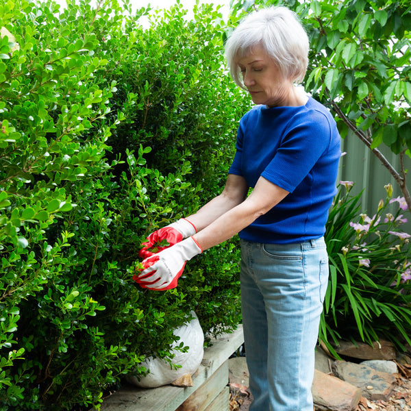 Kleva Gardening Gloves Make Gardening Safe and Easy! gardening and outdoor Kleva Range   