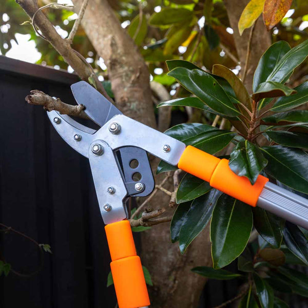 The Ultra Large Tree Lopper  Kleva Range - Everyday Innovations   